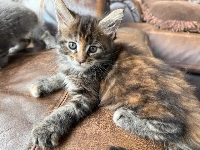 Registered Maine Coon Kittens