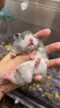 polywhite syrian hamster