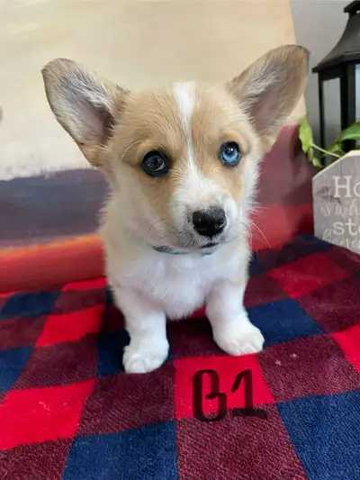 PEMBROKE WELSH CORGI Pups, View more