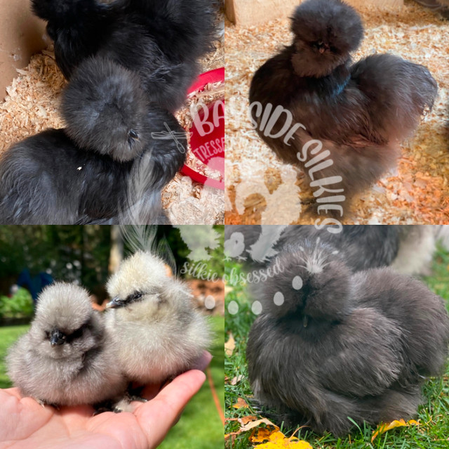 Purebred bearded Silkie chicken hatching eggs in Livestock in Barrie - Image 2