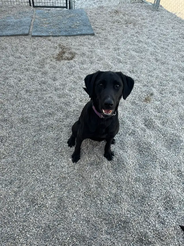 Dogs for Adoption in Dogs & Puppies for Rehoming in Winnipeg - Image 4