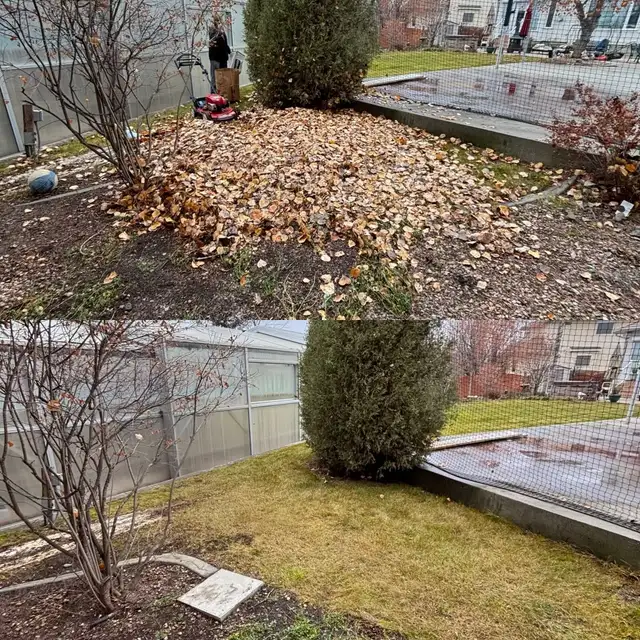 FALL CLEANUP • OVERGROWN YARD586457737531248644