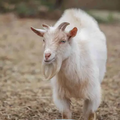 Breeding Nigerian Dwarf Buck, View more