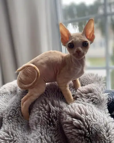 Chaton devon rex prêt pour l'adoption, View more