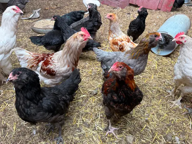 Free. Roosters for sale beautiful 6 months old. in Livestock in Vernon - Image 4