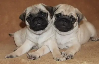 Pug Puppies, View more