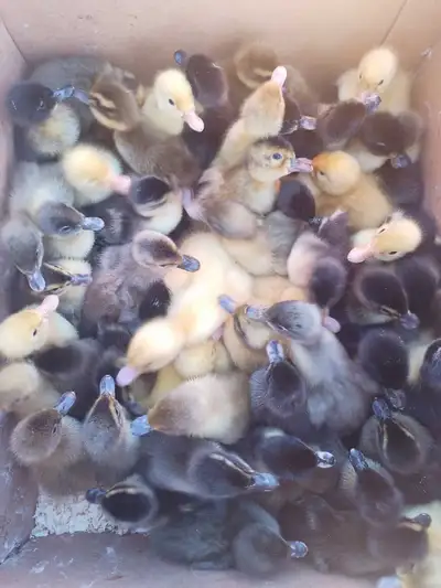 A new group of baby ducks just hatched out. The parent ducks all live together in the same pen. Bree...