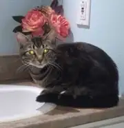 Chat mâle  à adopter. Affectueux et en bonne santé., View more