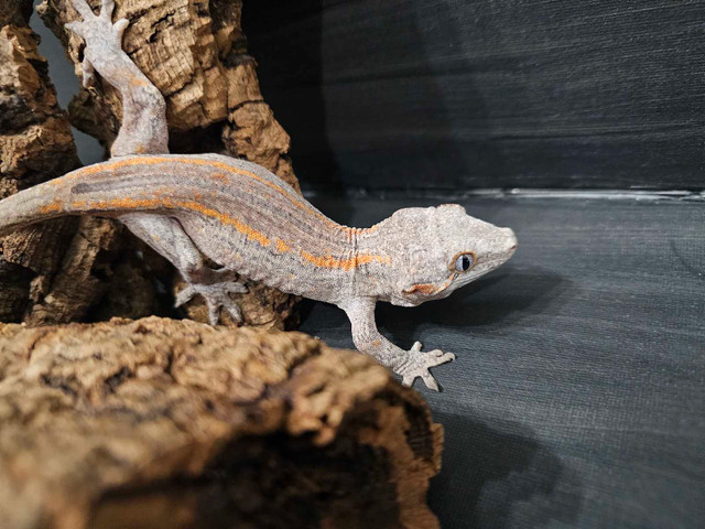 Gargoyle geckos  in Reptiles & Amphibians for Rehoming in Peterborough - Image 2
