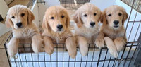 Golden Retriever Pups for Sale