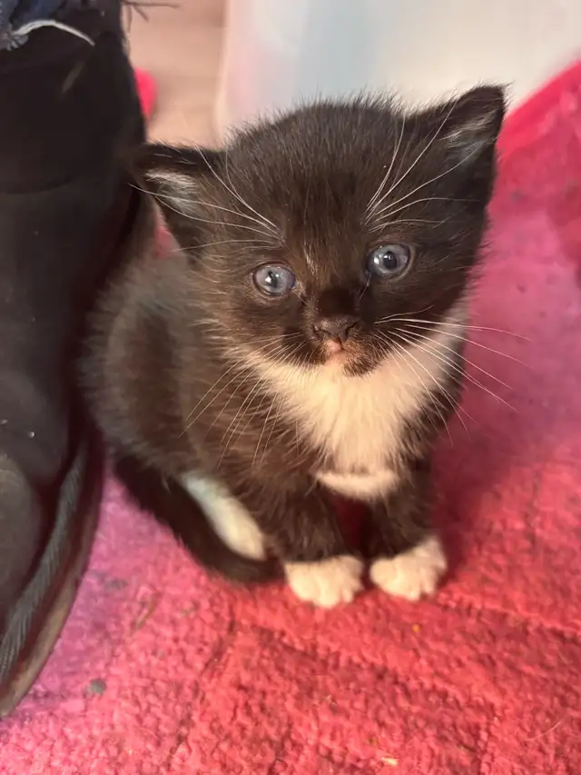 2 kittens looking for their forever homes! in Cats & Kittens for Rehoming in Moncton - Image 7