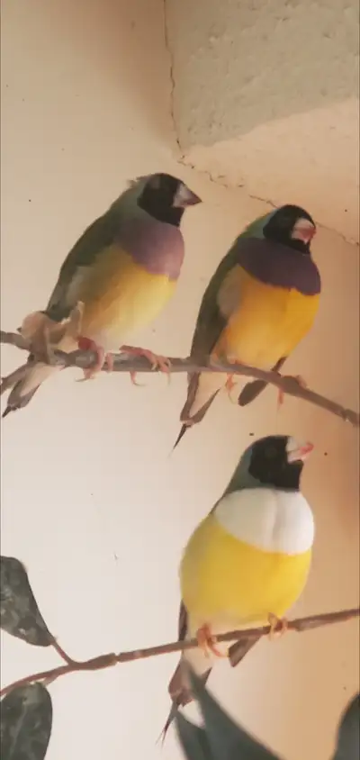 Gouldian Finch Male 8 months old, View more