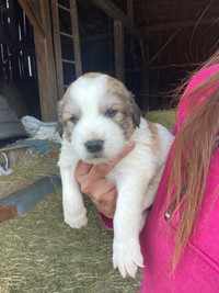 Great Pyrenees maremma 