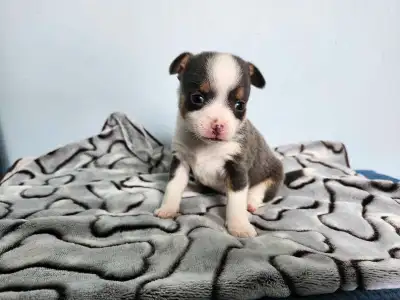Beautiful tiny Pomchi puppies born May 10th These little babies will be 4-5lbs and about 6- 8" tall...