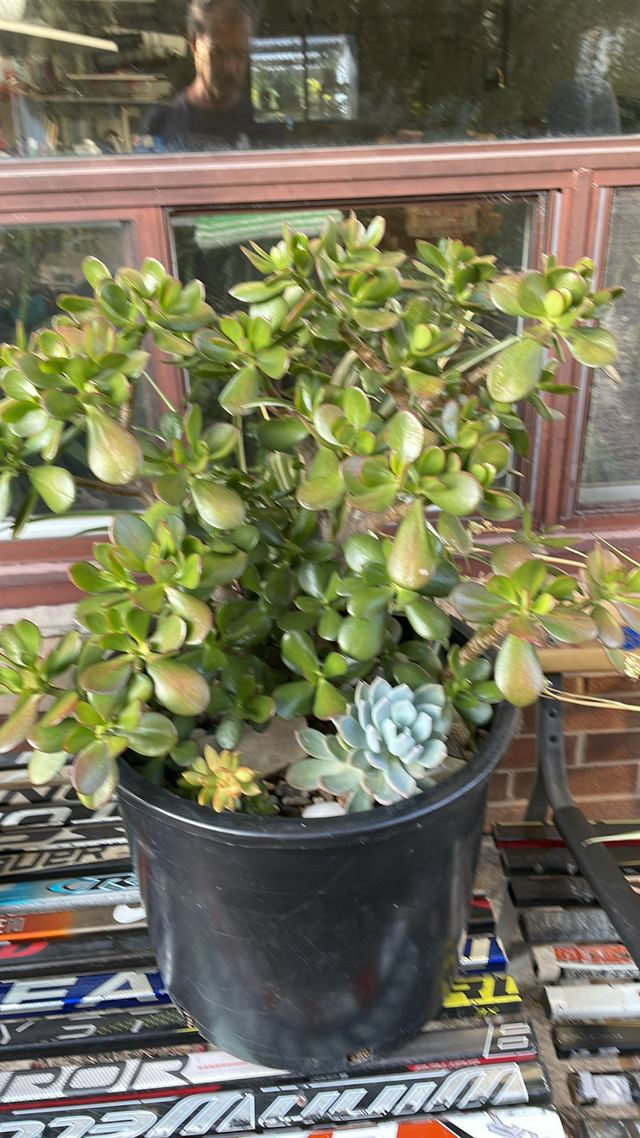 Money Trees, succulents, alhoe vera in Plants, Fertilizer & Soil in Mississauga / Peel Region - Image 4