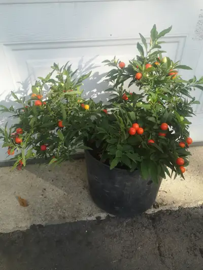 Potted Solanum pseudocapsicum plants 出售盛花(果)的盆栽假椒茄植物, View more