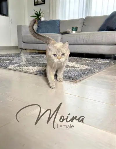 Purebreed British Shorthair, View more