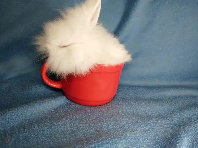 Extraordinary Netherland dwarf and lionhead baby bunny rabbits in Small Animals for Rehoming in Moncton - Image 11