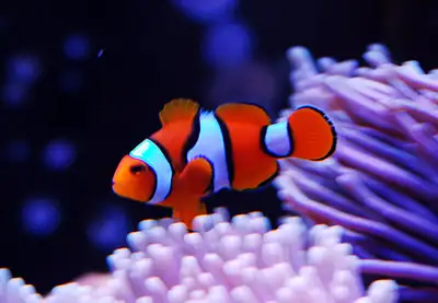 clown fish, View more