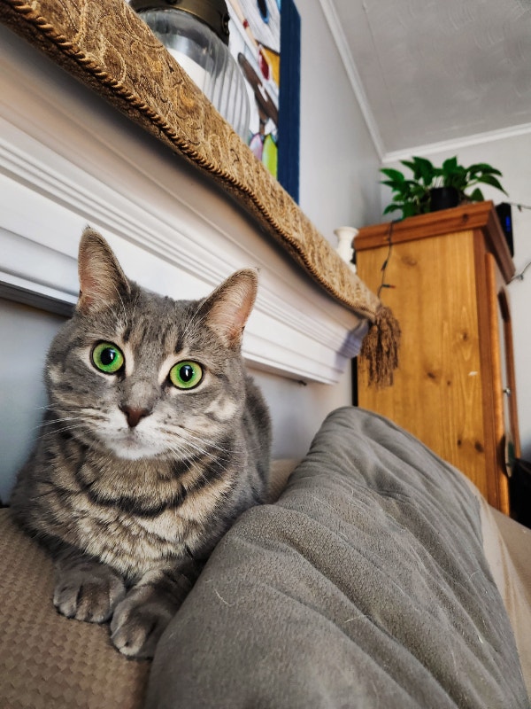 FREE Two beautiful cats for rehoming Cats & Kittens for Rehoming