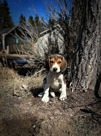 Beagle pup needs a good home. 