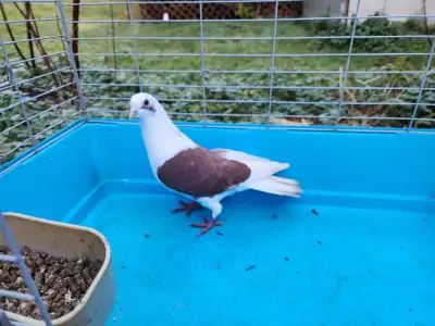 Adult male pigeon , View more