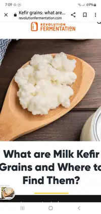 Kefir grains