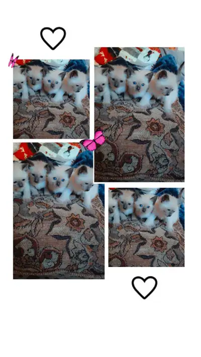 Siamois  ♡♡ pure race 3 mâle, View more