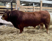 Limousin bulls fullblood and purebred