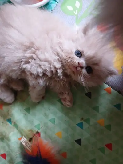I have 5 gorgeous persians to rehome. In this litter are 2 rare apricot babies, 2 lilacs and 1 bluec...