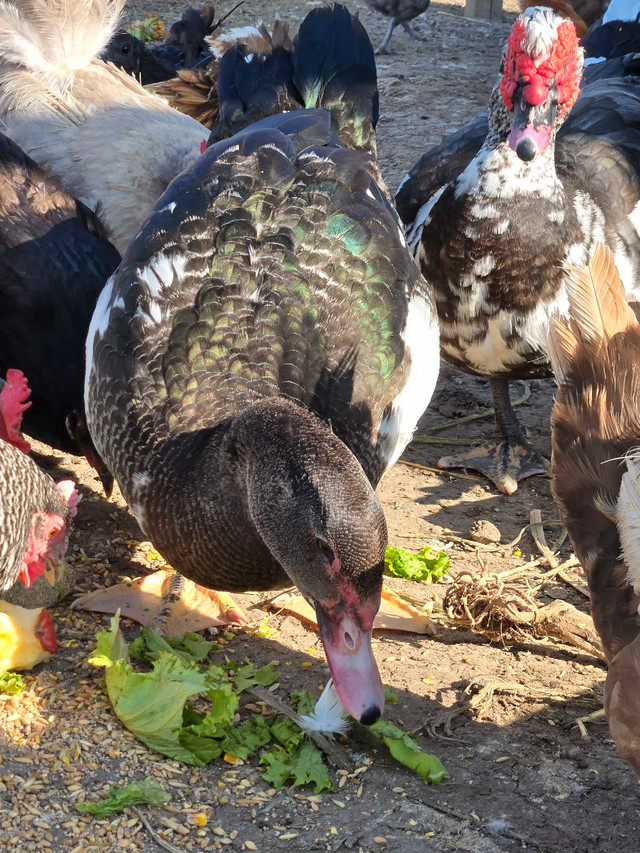Muscovey drake in Livestock in Red Deer
