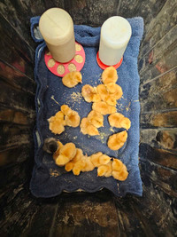 Rhode Island Red Chicks and one cross 