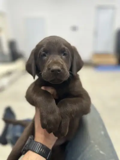 ckc chocolate Labrador retriever puppies, View more