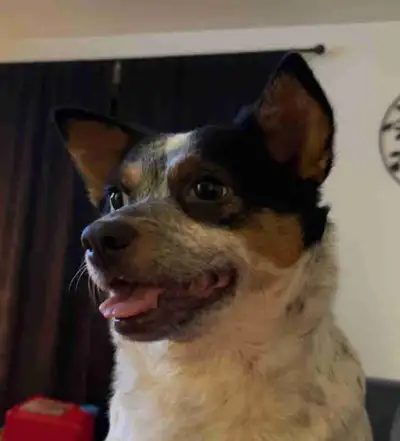 Chihuahua/American cattle dog, View more