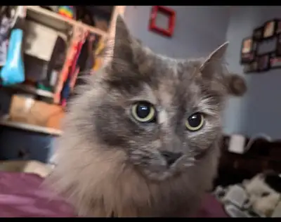 Cheap  female cat for sale, View more