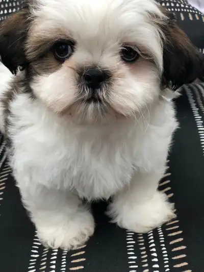 Chiot shihtzu mix a adopté., View more