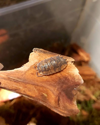 ISOPODS - P. scaber (Red Calico)