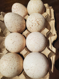 Organic Turkey Eggs