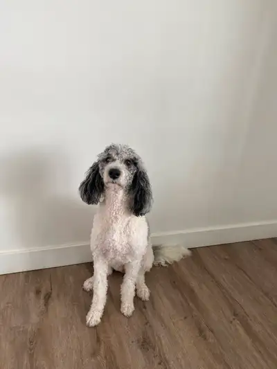 1.5 year old Golden doodle (Neutered) looking for a new home . Well trained . All vaccinations up to...