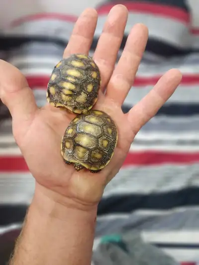 tortoise, View more