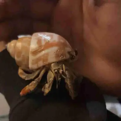 Hermit crabs + tank + accessories, View more