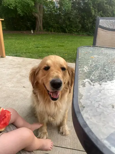 Female Purebred Golden Retriever, View more
