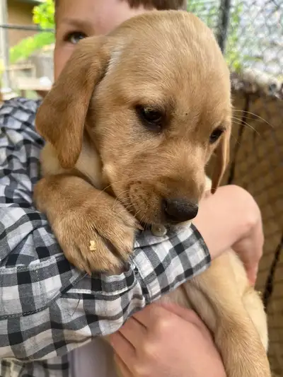 Labrador Retriever Puppies READY NOW!, View more