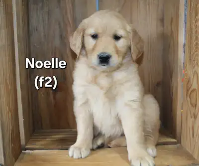 Cute Golden Retriever Puppies, View more