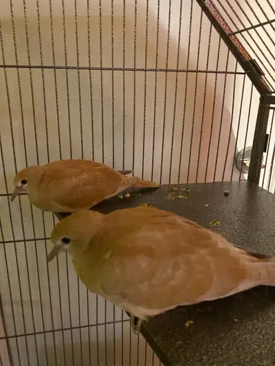 One baby Dove$10, View more
