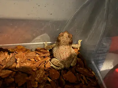 2 red spotted toads with bin enclosure , View more