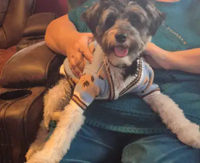 BIEWER YORKIE, View more