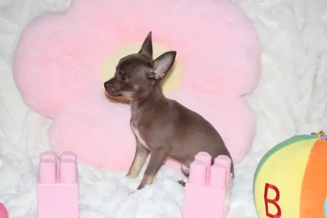 VENDU Chihuahua❤️Femelle❤️Protection100%Garantie.TopQualité★★★ in Dogs & Puppies for Rehoming in Laval / North Shore - Image 6