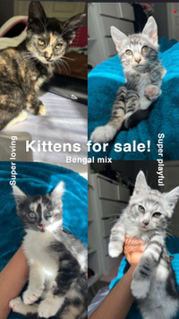 Kittens! Bengal mix