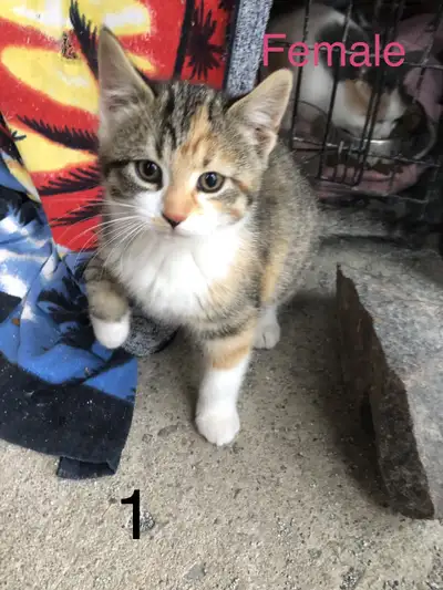 8 Week Old Kittens Available, View more